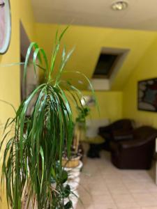 a potted plant in a living room at Byron in Zlaté Moravce +14 photos