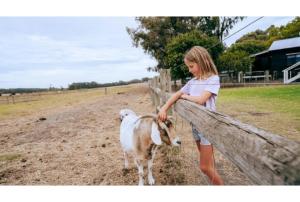 a little girl petting a goat on a fence at Discovery Parks Margaret River in Cowaramup