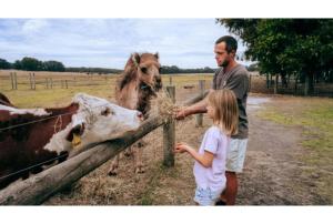 a man and a little girl feeding cows over a fence at Discovery Parks Margaret River in Cowaramup