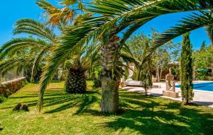 a palm tree with fruit on it in a yard at Pambola in Caʼs Concos
