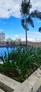 a palm tree and a swimming pool with a palm tree at New Cozy Studio Apartment in Cebu City