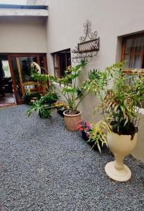 a group of potted plants in front of a building at Karoo House Guesthouse in Somerset East