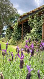 a garden with purple flowers in front of a building at Molweni - Kamberg Valley B&B in Rev Estates