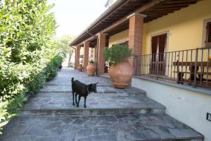 LarcianoにあるAgriturismo Poggettoの家の外に立つ黒犬