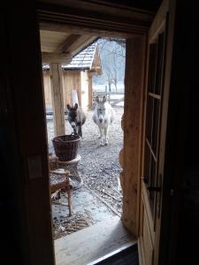 two dogs standing in a doorway with a house at Heidi Hütte in Döllach