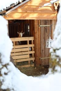 a goat standing in a stall in a barn at Heidi Hütte in Döllach