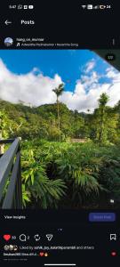 a screenshot of a picture of a palm tree at Hang on in Anachal +31 photos