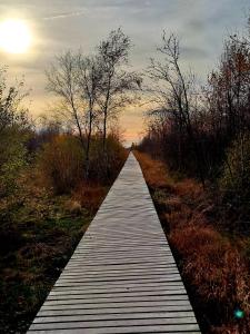 a wooden boardwalk in the middle of a field at Chez Martine in Malmedy +13 photos