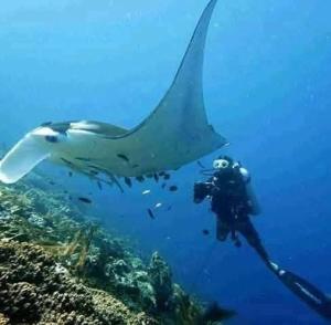 a person in the ocean with a shark in the water at Or Mandira Homestay in Pulau Penemu