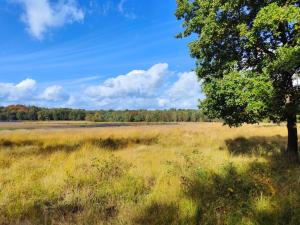 a field with a tree in the middle of a field at Luxe safaritent in Leersum