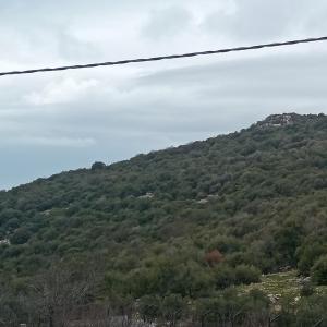 a hill covered in green trees on top at شاليه غصن in Ajloun +17 photos