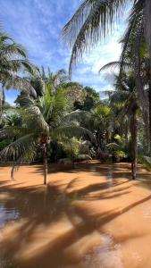 a group of palm trees on a sandy beach at Hostel Povos da Floresta in Rio Branco