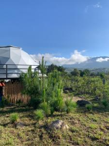 a glass house with a palm tree in a field at AWA ECO GlAMPING SPA in Villa de Leyva