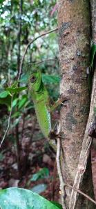 a lizard sitting on the side of a tree at Sinharaja-Forest Cave Camp in Ullinduwawa +1 photo