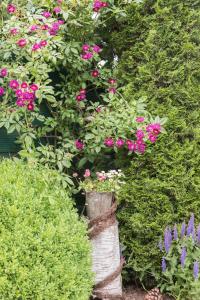 a garden with pink flowers and green plants at Birgits Huuske in Stedesdorf