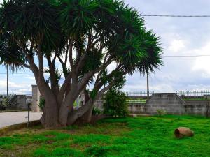 a palm tree in the grass next to a building at Villa Alaya in Manduria