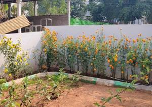 a bunch of sunflowers in front of a fence at Kostha Suites in Anumalkudūru