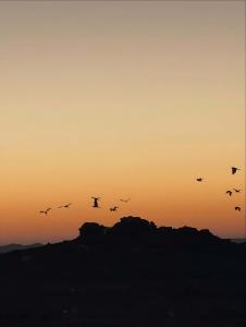 a flock of birds flying in the sunset at Sharty Hotel in Abu Simbel