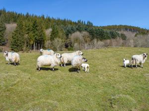 a herd of sheep standing in a field at The Glen in Devils Bridge