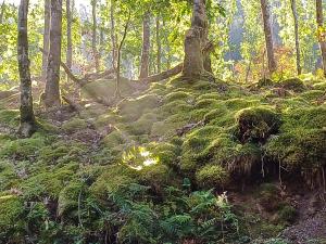a moss covered hill in a forest with trees at The Glen in Devils Bridge +4 photos