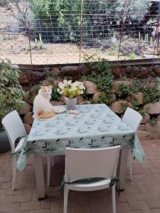a cat sitting on top of a table at Naval Hill Nook in Bloemfontein