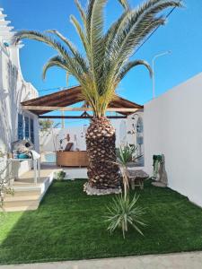a palm tree sitting on the side of a house at Maison Cally in Midoun