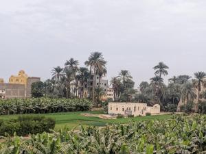 a plantation of banana trees and a building in a field at NOOR SEEN House in Luxor