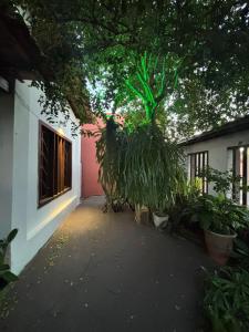 a house with a tree growing out of it at Casa Gabo in Serra