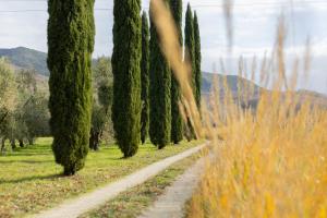 a row of cypress trees on a dirt road at La Ferrara Agriturismo in Vairano Patenora