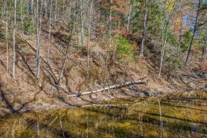 a view of a river in the woods at Cabin at Sleepy Creek - Creek Access, Wifi, Pet Friendly, Fire Pit, Charcoal Grill, Screen Porch, Wood Stove, Deck, Family Friendly in Berkeley Springs