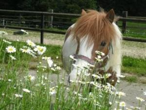 a brown and white horse standing in a field of flowers at Apartment Muessache by Interhome in Dürrenroth +9 photos