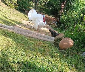 a white bird walking on the grass in a yard at Recantos das Avencas in Água Boa