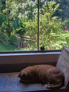 a cat laying on a bench in front of a window at Recantos das Avencas in Água Boa