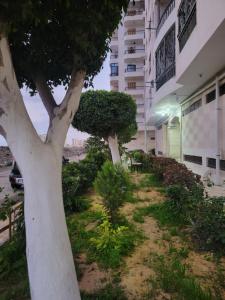 a tree in a yard next to a building at A ROOM in mandara in Alexandria