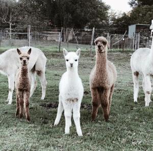 a group of sheep standing in a field at Mulla Villa Farm cottage 1 in Wollombi +1 photo