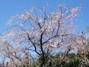 a tree with pink flowers in the sky at HAKONE GORA ONSEN Hotel Kasansui in Hakone