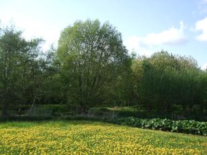 un campo di fiori gialli con alberi e una cascata di Ferienwohnung Hyggebo a Langballig
