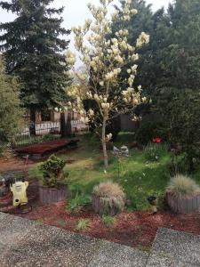 a garden with a tree with white flowers at Kleines Haus im Oderbruch in Neutrebbin