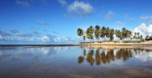 a group of palm trees on a beach with water at Lagoa dos Coqueiros in Maracajaú
