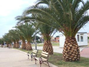 a row of palm trees in a park with benches at Apartmani kod Rade in Pakoštane