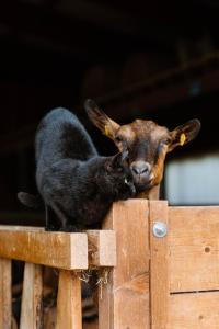 Eine Ziege und ein Kätzchen stehen auf einem Holzzaun. in der Unterkunft Cascina Bagaggera in Rovagnate