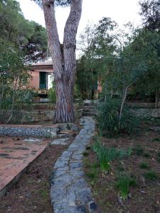 a tree in front of a house with a stone path at Villa vista mare in Procchio