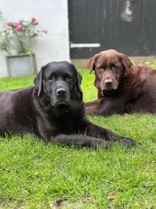 two dogs laying in the grass in the yard at Carpe Deimern in der Lüneburger Heide in Soltau