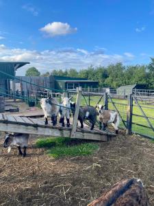 a group of sheep standing next to a fence at Willow Court Farm Studio East & Petting Farm, 8 mins to Legoland & Windsor, 15 mins to Lapland UK in Windsor