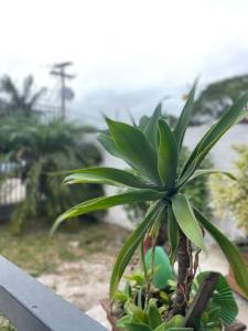 a small palm tree sitting on top of a fence at Vida & Brisa Pousada in Pelotas