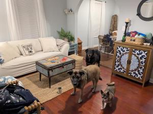 three dogs are standing in a living room at The Lemon Zest Cottage Paws Welcome in Pensacola