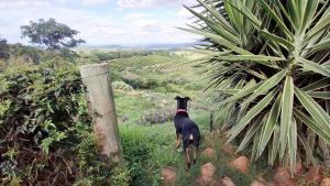 a black dog walking down a hill near a fence at Stille Uitsig Hazyview in Hazyview