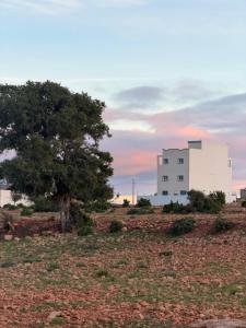 a tree in the middle of a field with a building at Gaia guest house in Taghazout +73 photos