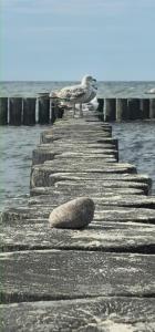 a bird standing on a pier near the water at Rybacka chata in Rusinowo
