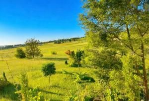a field of green grass with trees in the foreground at The tiny homes at The Original Farm in Yass